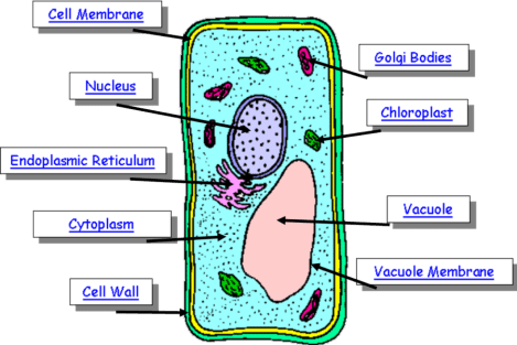 plant cell diagram with labels